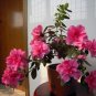 15 seeds/pack Rare Azalea Hardy Red Rhododendron seeds 5 pack