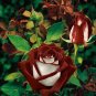 Love in Rose Rare Rose Bush Red White Tea Rose Multi Colors 420 Seeds