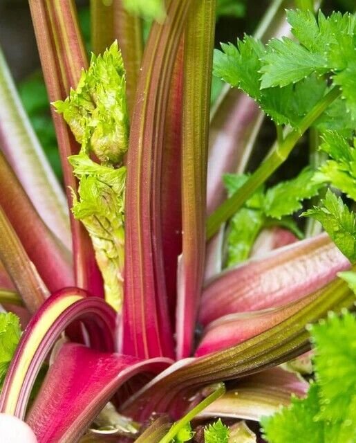 2000 Seeds Celery Red Stalk Organic Vegetable tasty heirloom