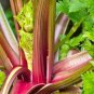 2000 Seeds Celery Red Stalk Organic Vegetable tasty heirloom