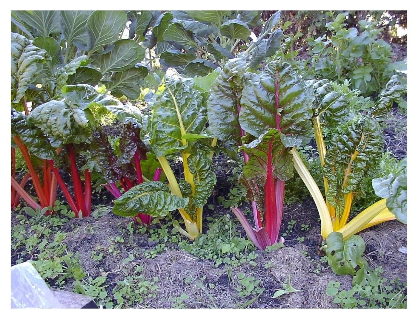 50 Beet Chard Rainbow Mix Vegetable Seeds garden vegetables