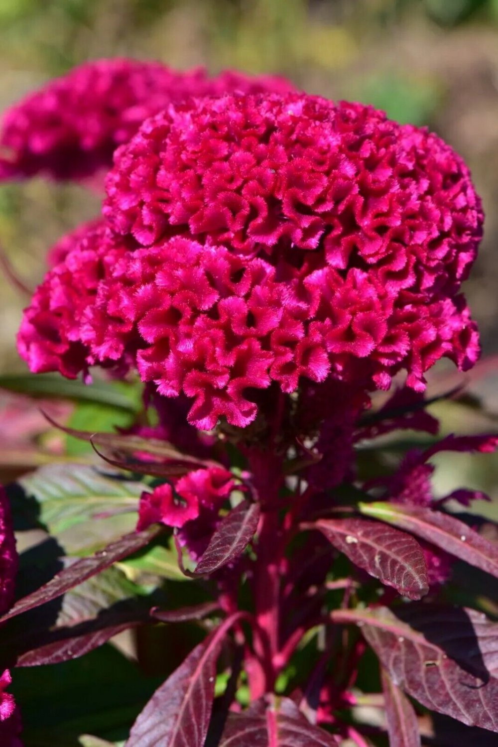100 Pcs Cockscomb Flower Bonsai Rare Species Ornamental 100 Pcs