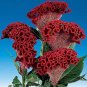 100 Pcs Cockscomb Flower Bonsai Rare Species Ornamental 100 Pcs