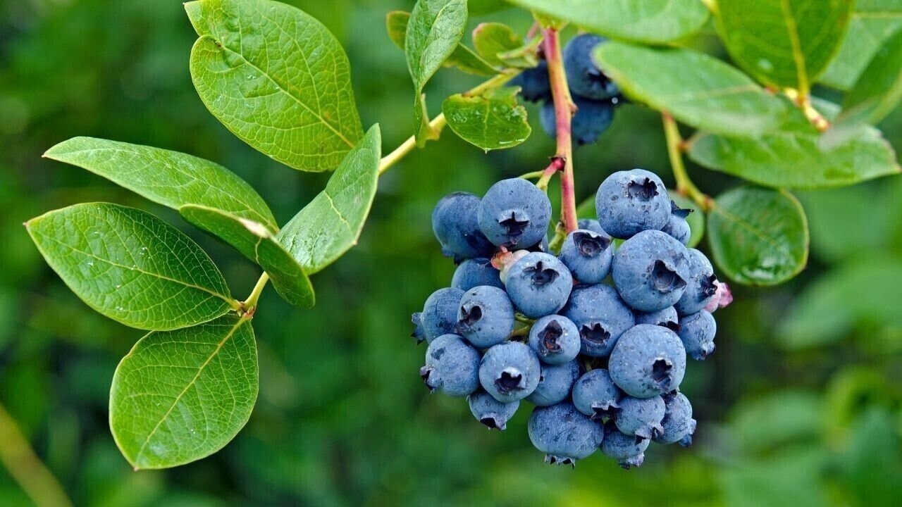 15 seeds/pack, Bonsai Blueberry Heirloom Blue Berry Fresh seeds 5 pack