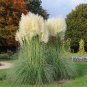 200 seeds Impressive Coloful Pampas Grass Seeds ornamental cortaderia selloana