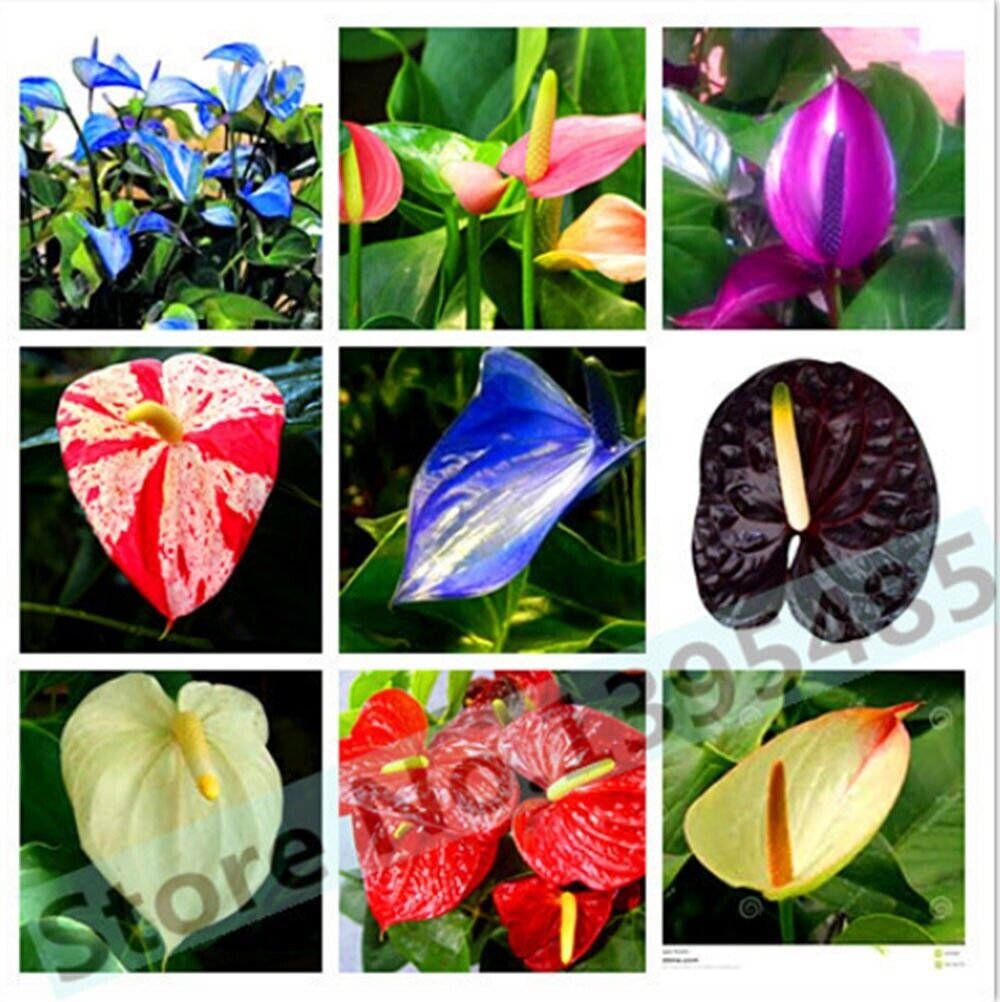 20 seeds 100% True Variety Rare Different Perennial Anthurium Flower Bonsai