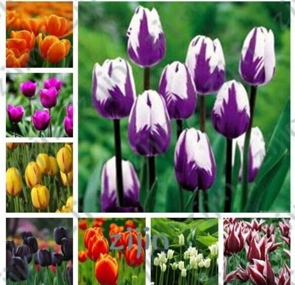 200Pcs Tulip Seed Tulip Flower Beautiful Tulipanes Flower Plant