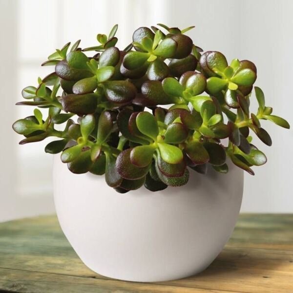 Crassula Jade Ovuta Easy Grow Small Pink Or White Flowers House 2 Plants 3" Pots Fresh Garden