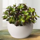 Crassula Jade Ovuta Easy Grow Small Pink Or White Flowers House 2 Plants 3" Pots Fresh Garden
