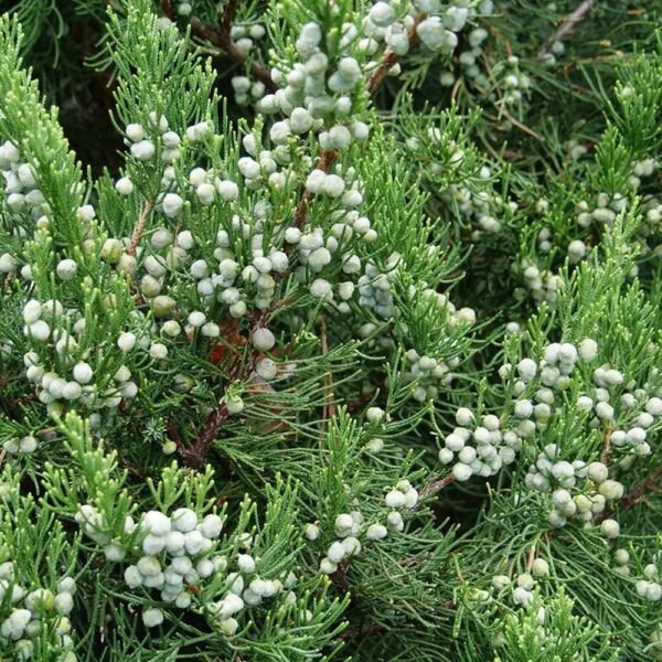 Superb Berry Set Juniperus Gin Chinensis Fizz Juniper s Live Plant 4" Pot Fresh Garden