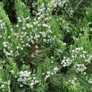 Superb Berry Set Juniperus Gin Chinensis Fizz Juniper s Live Plant 4" Pot Fresh Garden