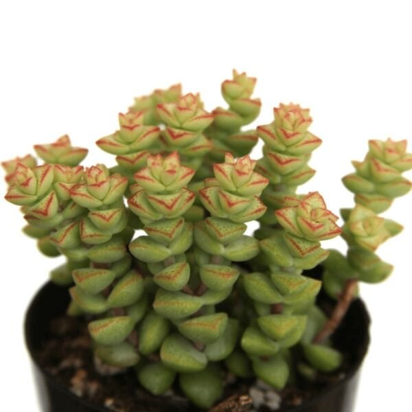 Crassula Tom Succulent Jade Thumb Very Easy To Grows Indoors Live Plant 2.5" Pot Fresh Garden