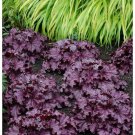 Heuchera ever Coral Bells Purple Shade Perennial Live Plant Gallon Pot Fresh Garden