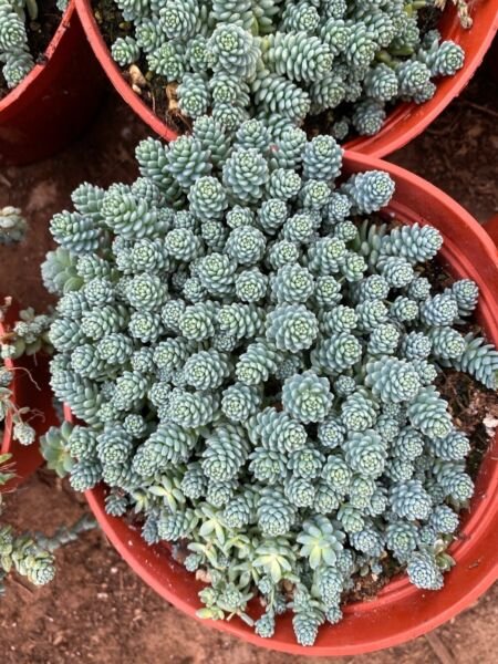 Corsican Dasyphyllum Blue Tears Easy Sedum Dense Mat s Or Indoor 2.5" Pot Fresh Garden