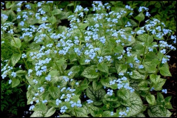 Brunnera Macrophylla Jack Blue Flowers Frost Shade s Live Plant Gallon Pot Fresh Garden