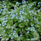 Brunnera Macrophylla Jack Blue Flowers Frost Shade s Live Plant Gallon Pot Fresh Garden