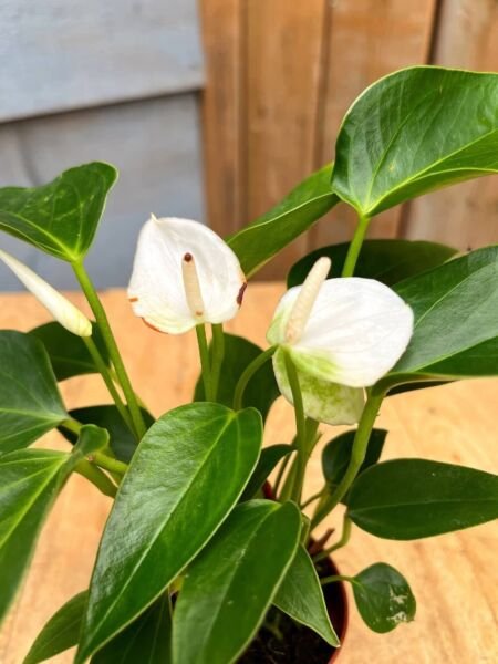 Anthurium Miniature Blooming White Extremely Easy To Grow Home Live Plant 3" Pot Fresh Garden