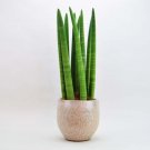 Sanseveria Bamboo Cylindrica Snake Shoot Impossible To Kill Indoors Plant 2" Pot Fresh Garden