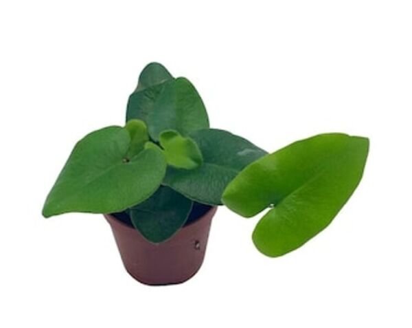 Hemionitis Floating Arifolias Fern Heart Easy To Grows Indoors Live Plant 4" Pot Fresh Garden