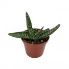 Gasteria Dwarf Tongues Liliputanas Bicolor Succulent Indoors Live Plant 2.5" Pot Fresh Garden