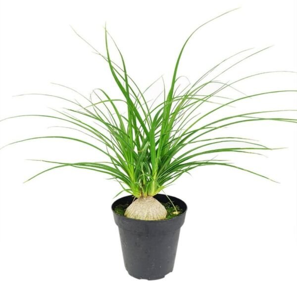 Beaucarnea Palm Striking Ponytail Easy To Grows Indoors Live 2 Plants In 2" Pots Fresh Garden