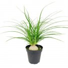 Beaucarnea Palm Striking Ponytail Easy To Grows Indoors Live 2 Plants In 2" Pots Fresh Garden