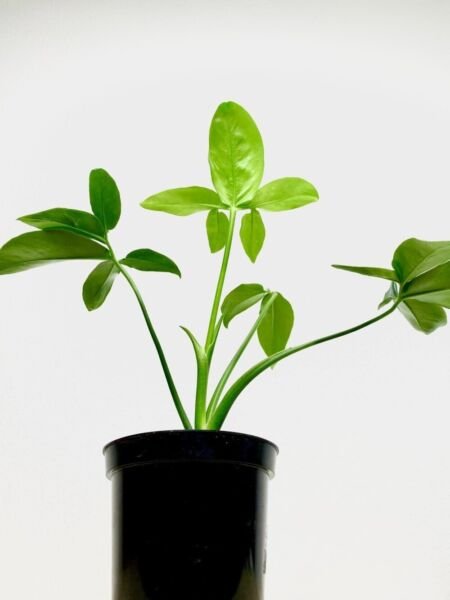 Thaumatophyllum Spruceanum Philodendron Goeldi Trending Indoor Live Plant 4" Pot Fresh Garden
