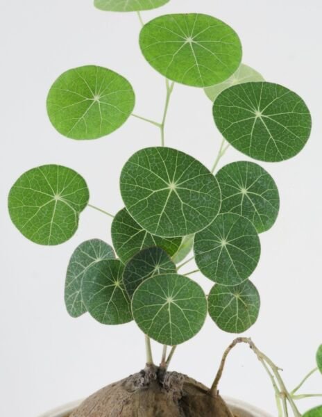 Stephania Rare Charlotte's Erectas Money Web Easy Indoors Live Plant 3/5 Cm Bulb Fresh Garden
