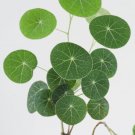Stephania Rare Charlotte's Erectas Money Web Easy Indoors Live Plant 3/5 Cm Bulb Fresh Garden