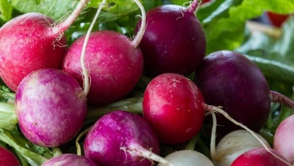 Radish Multicolor Easter Are Best Grown Organics Crunch Blend Eggs 2 Grams Seeds Fresh Garden