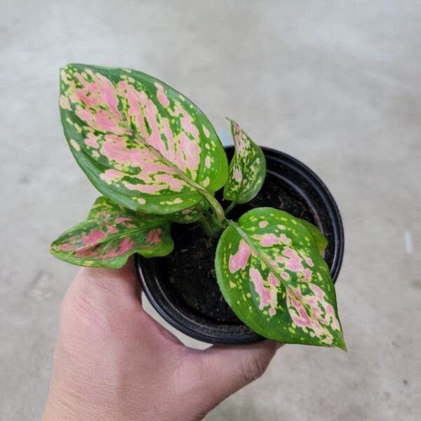 Aglaonema Evergreen Wishes Low Light Very Easy To Grow House Live Plant 2.5" Pot Fresh Garden
