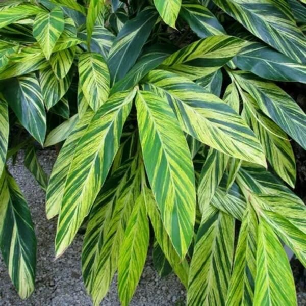 Zerumbet Alpinias Variegated Spicies Ginger Fragrance In Out Live Plant 4" Pot Fresh Garden