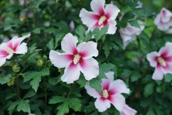 Hibiscus Pink Ink Paraplu Multi Colored Rose Of Sharon s Live Plant 4" Pot Fresh Garden
