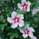 Hibiscus Pink Ink Paraplu Multi Colored Rose Of Sharon s Live Plant 4" Pot Fresh Garden