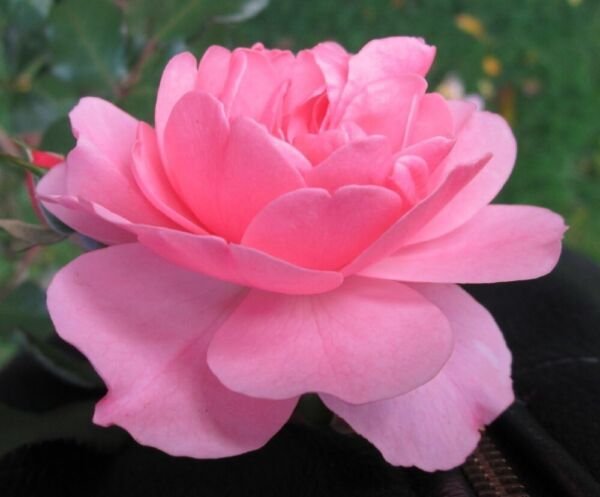 World's Favorite Rose Bush Bonica Pink Shrub Very Strong Citrus Fragrance 4" Pot Fresh Garden