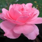 World's Favorite Rose Bush Bonica Pink Shrub Very Strong Citrus Fragrance 4" Pot Fresh Garden