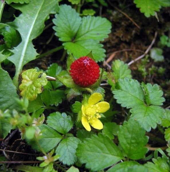 Duchesnea Indicas Strawberry A Semis Evergreen Trailing Cover Perennial 50 Seeds Fresh Garden