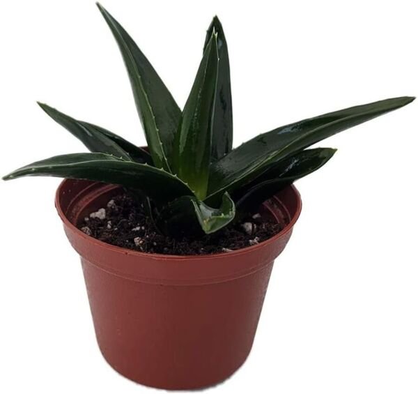 Haworthia Pentagonas Hard To Kill Succulent Easy Grows Indoors Live Plant 3" Pot Fresh Garden