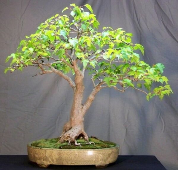 Acers Amurs Ginnalas Maples Large Deciduous Trees Indoors And s 10 Seeds Fresh Garden