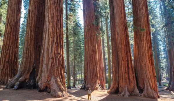 Two Small Coast Redwood Live Tree Seedling 2 Plants Fresh Garden