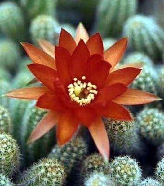 Echinopsis Peanut Chamaecereus Silvestrii Orange Indoor Live Plant 2 Pack 2" Pot Fresh Garden