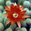 Echinopsis Peanut Chamaecereus Silvestrii Orange Indoor Live Plant 2 Pack 2" Pot Fresh Garden