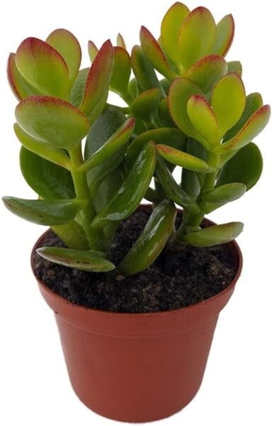Crassula Portulaceas Lucky Compacta Mini Leafs Jade Money Easy Grow Plant 3" Pot Fresh Garden