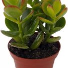 Crassula Portulaceas Lucky Compacta Mini Leafs Jade Money Easy Grow Plant 3" Pot Fresh Garden