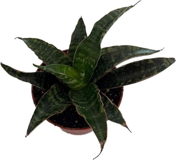 Sanseveria Snake Tiger Hybrid Mother In Law's Tongue Indoors Live Plant 2.5" Pot Fresh Garden