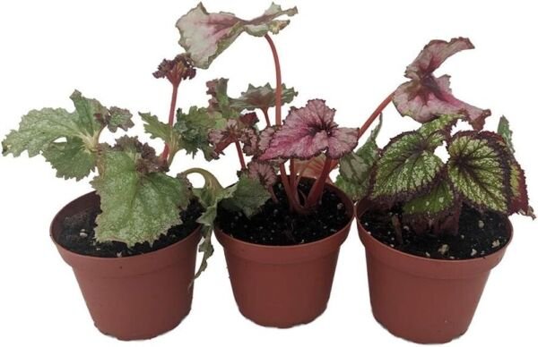 Begonias Rex Assorted Compacts Great Easy To Grows Indoors Live 3 Plants 4" Pots Fresh Garden