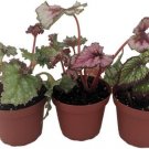 Begonias Rex Assorted Compacts Great Easy To Grows Indoors Live 3 Plants 4" Pots Fresh Garden