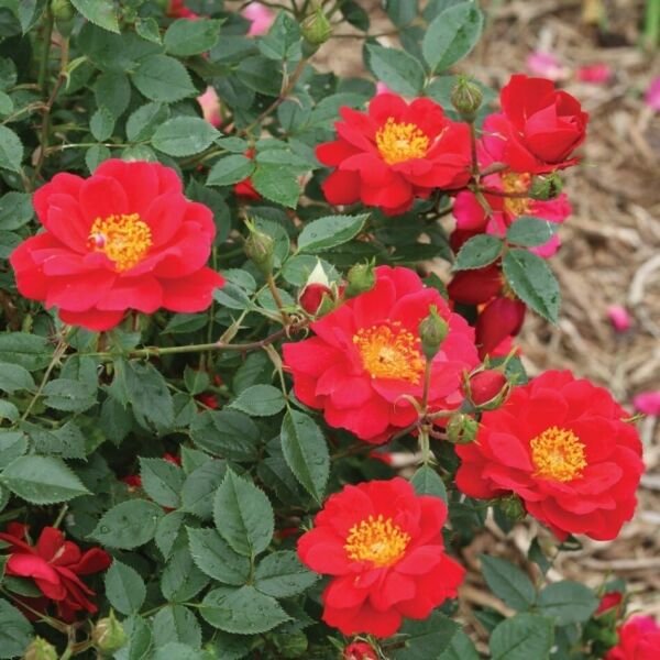 Roses Legend Urbans Beautiful Landscape Easy To Grows s Live Plant 4" Pot Fresh Garden