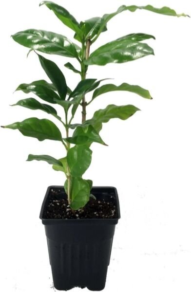 Bean Coffee Arabica 5 Petal Jasmine Scent Grow Brew Live Plant 4" Pot Fresh Garden