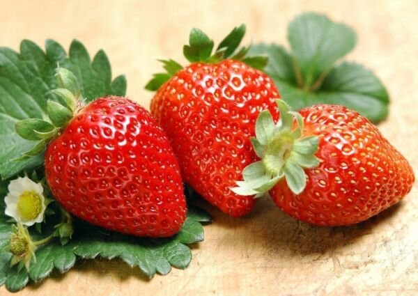 Strawberry Everbearing Albion High Yield Sweet Extra Large 25 Bare Root Fresh Garden